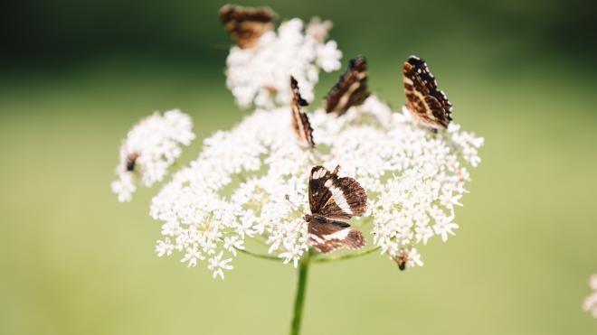 Eine weiße Blume auf der mehrere bräunliche Schmetterlinge sitzen.