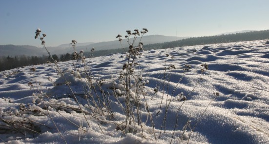 Glitzernde Schneedecke aus der einzelne Gräser herausragen.