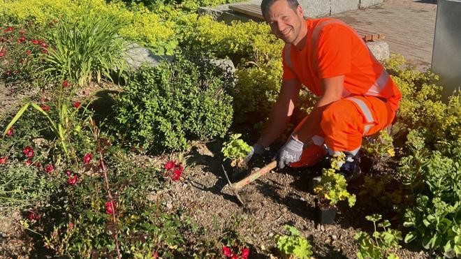 Der neue Bauhofmitarbeiter bei seiner Arbeit im Blumenbeet. Er setzt neue Pflanzen in ein Beet.
