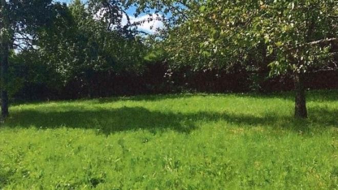 Grüne Wiese, zahlreiche Bäume im Biotop bei schönem Wetter