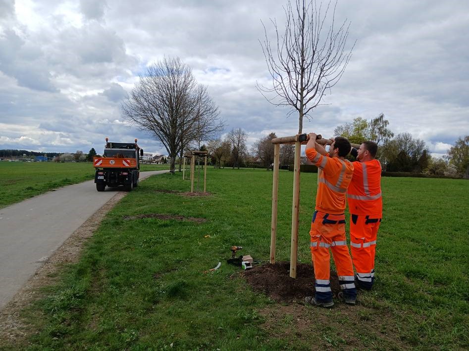 Zwei Mitarbeiter vom Bauhof in der Signal-orange-farbenen Kleidung befestigen die Stütze für den neuen Baum.