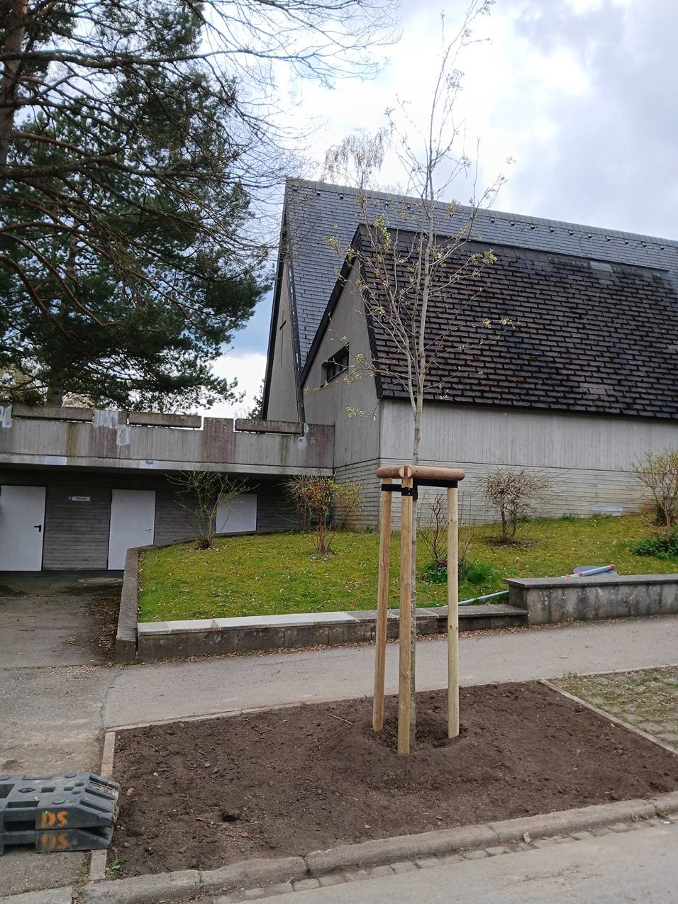 Neu gepflanzter Baum mit Stütze aus Holz in Erde eingepflanzt.