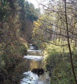 Bild des Neckars umgeben von Bäumen und der grünen Vielfalt.